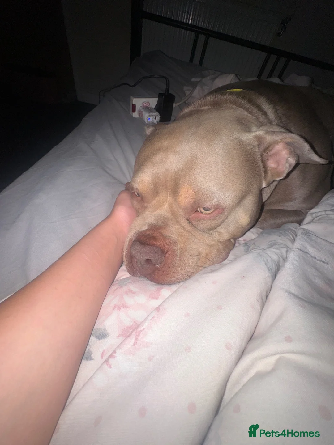 American Bully dogs for sale: Beautiful blue pocket bully boy in Bromley - Advert 1