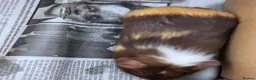 Guinea Pig rodents for sale: Male Guinea Pig Babies - Advert 5