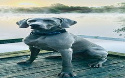 Weimaraner dogs for stud: Stunning, Healthy Stud - Image 1