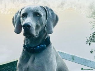 Weimaraner dogs - Advert 2
