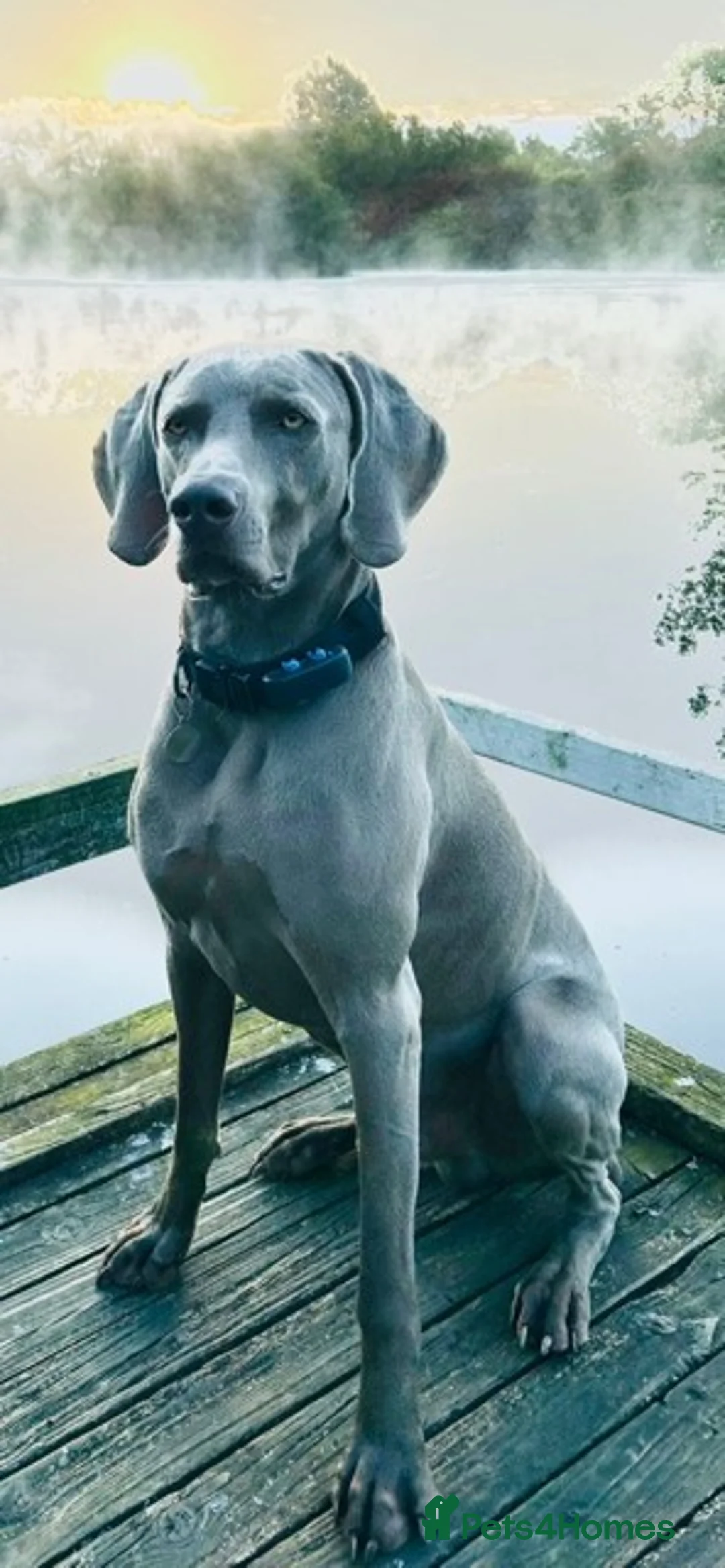 Weimaraner dogs for stud: Stunning, Healthy Stud - Advert 1