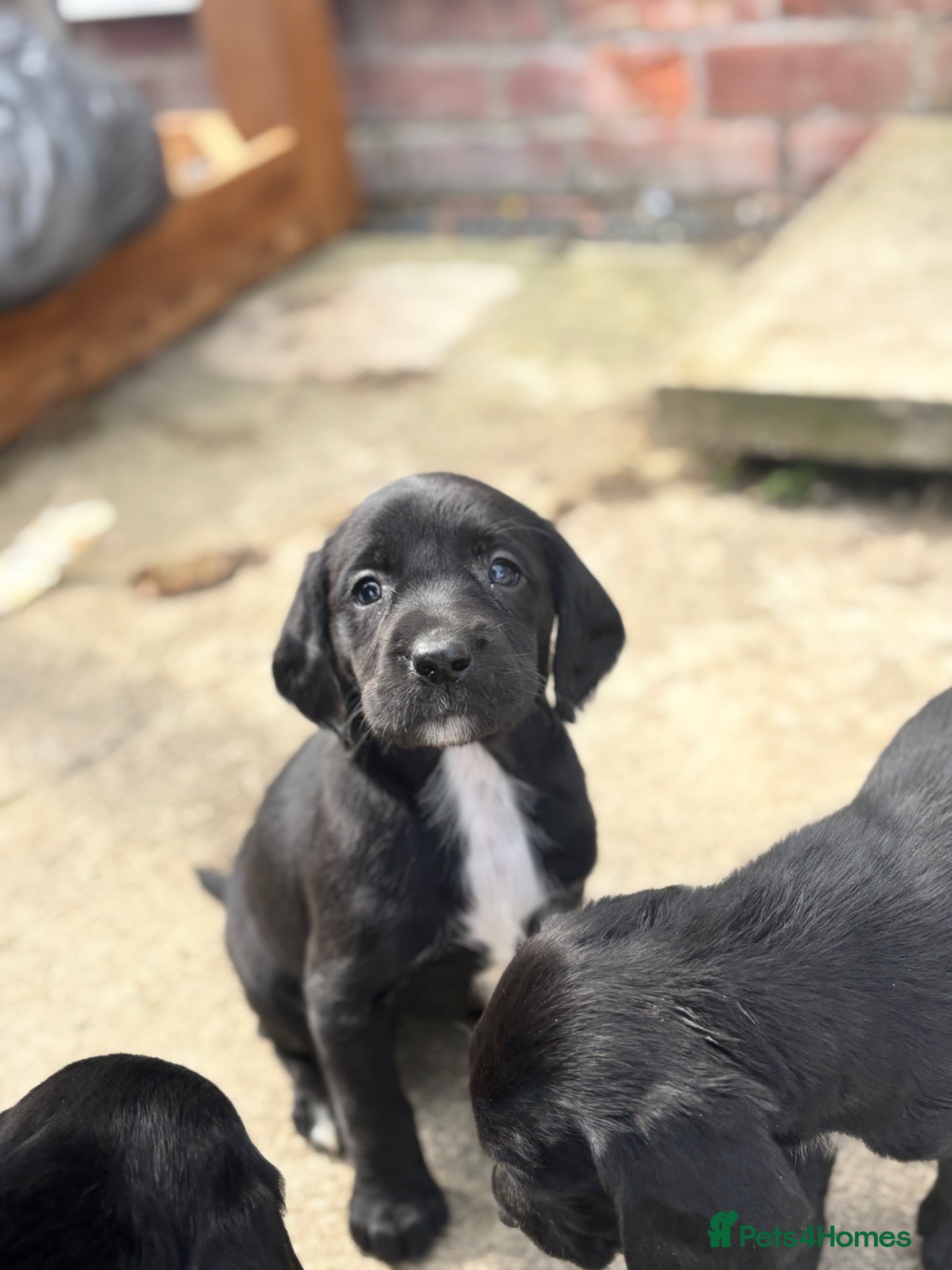 Springador dogs F1 springador puppies 💙🩷 - Advert 3