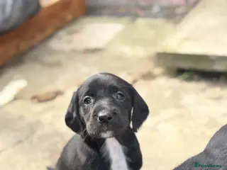 Springador dogs F1 springador puppies 💙🩷 - Advert 1