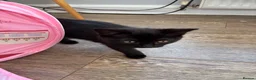 Mixed Breed cats for sale: Beautiful black girl@gorgeous tabby boy available  in Preston - Advert 3