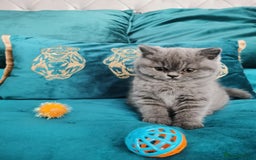 British Shorthair cats for sale: BSH🇬🇧👑🇬🇧💙British Shorthair girl😻💙 Gccf  - Image 4
