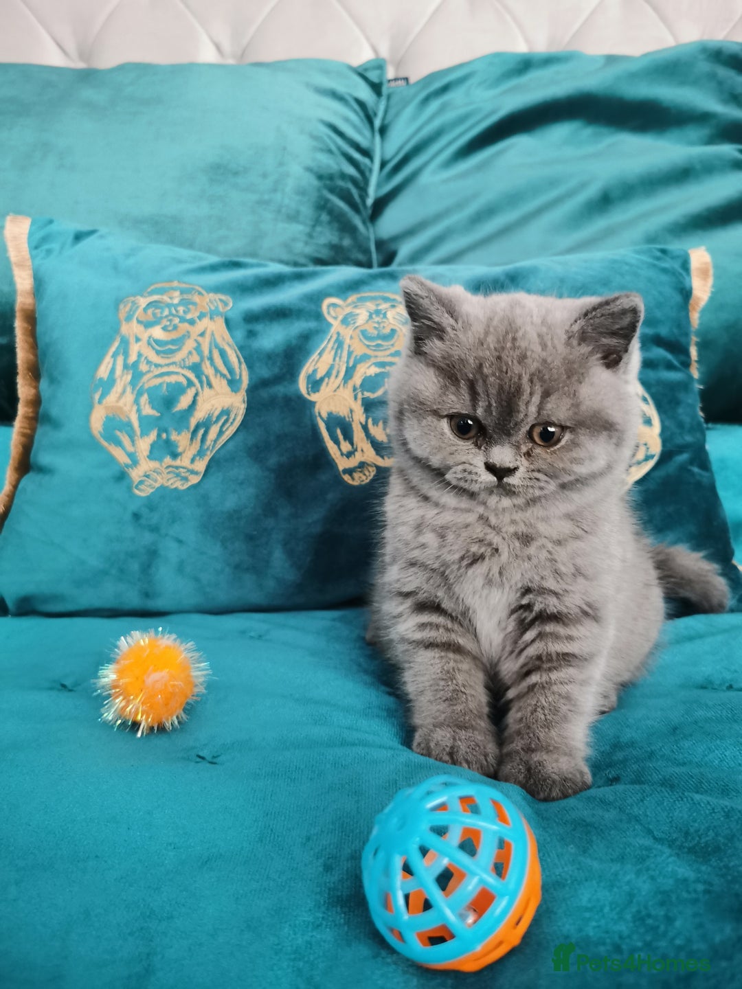 British Shorthair cats for sale: BSH🇬🇧👑🇬🇧💙British Shorthair girl😻💙 Gccf  - Image 4