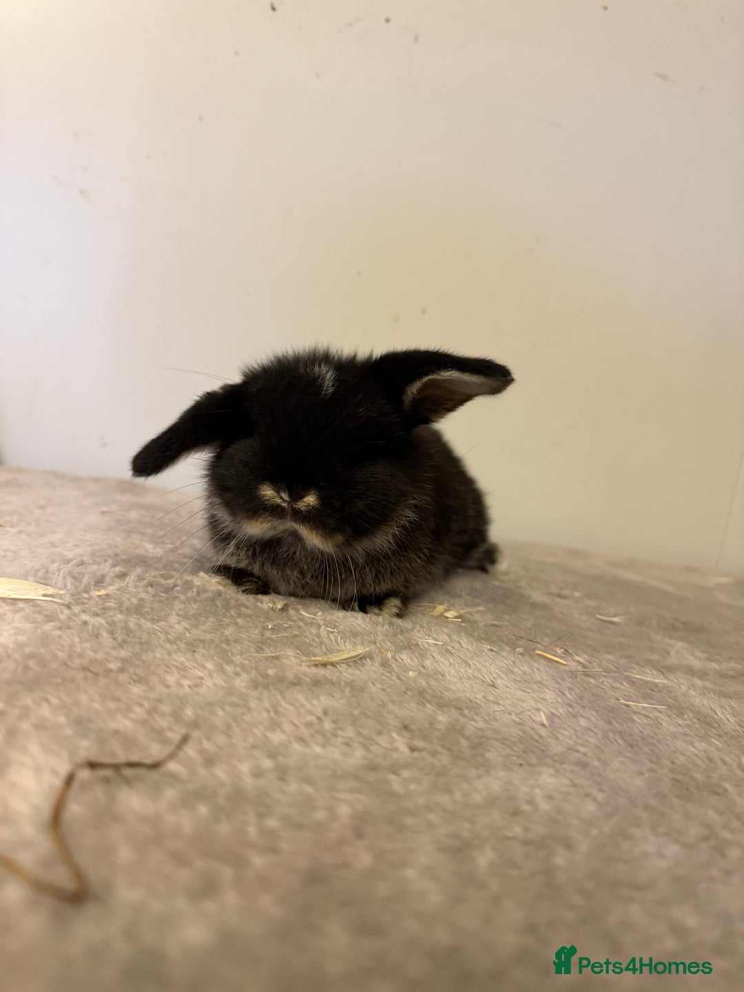 Mini Lop rabbits for sale: Pure mini lops rabbits ready end of December  - Advert 2