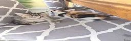 Mixed Breed cats for sale: Beautiful kittens  - Advert 9