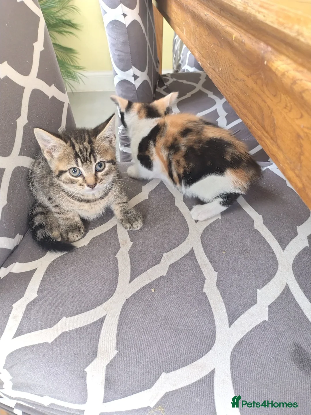 Mixed Breed cats for sale: Beautiful kittens  - Advert 9
