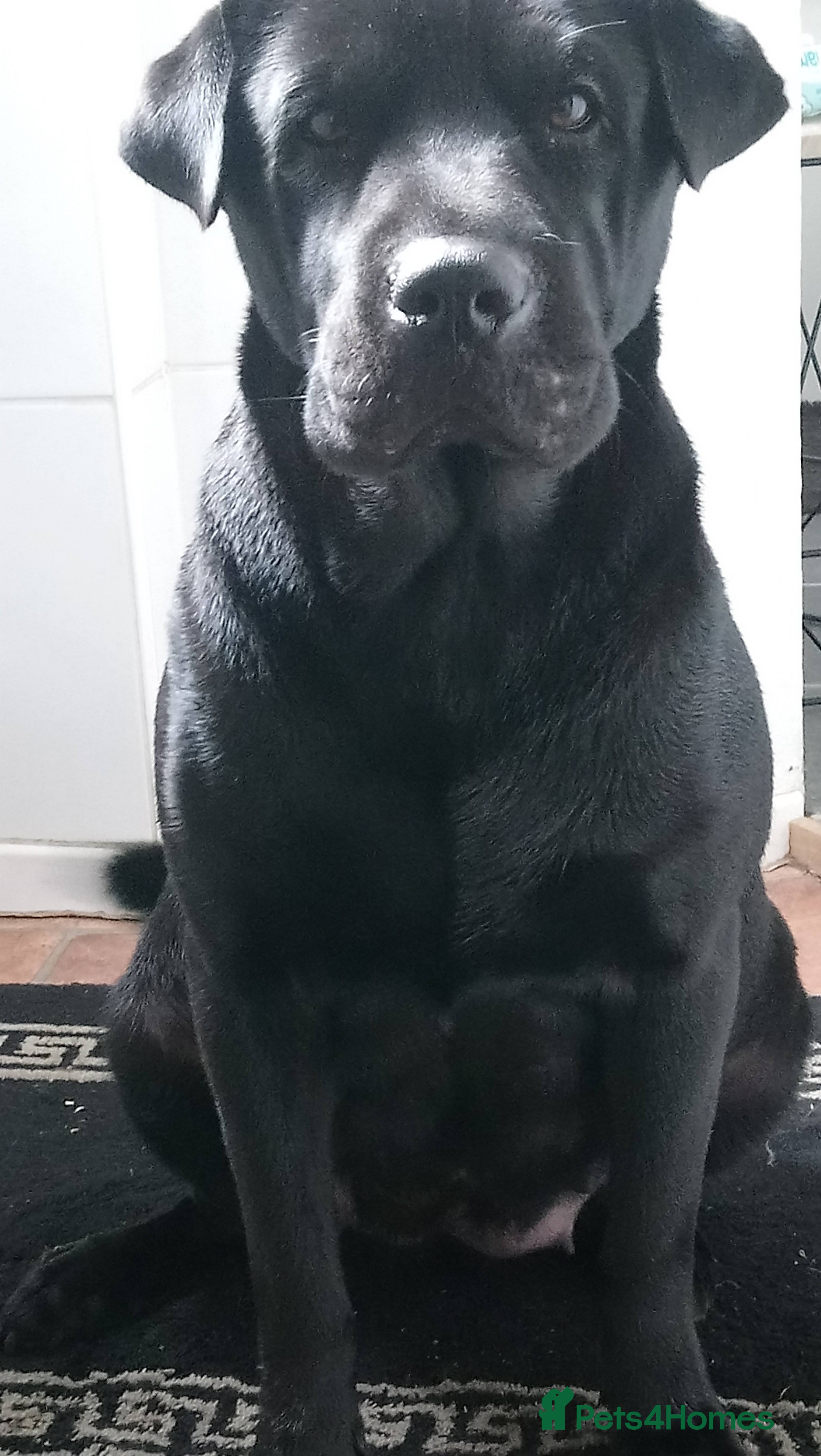 Mixed Breed dogs 3/4 Labrador 1/4 Shar pei - Advert 11