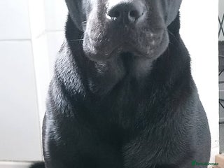 Mixed Breed dogs 3/4 Labrador 1/4 Shar pei - Advert 17