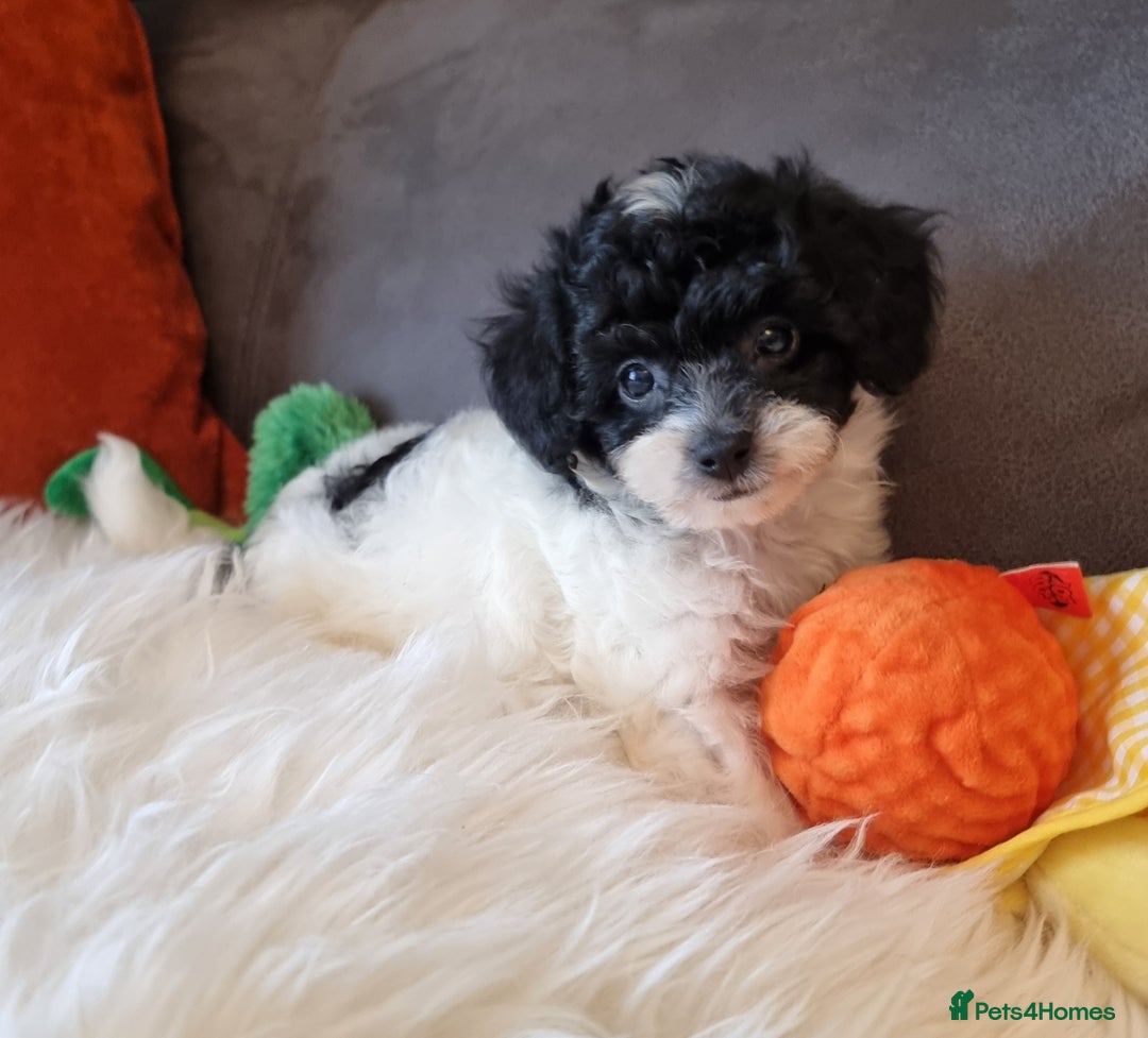 Cockapoo dogs for sale: Best Friend Sofa Companions 🥰 Fully vaccinated  - Image 25