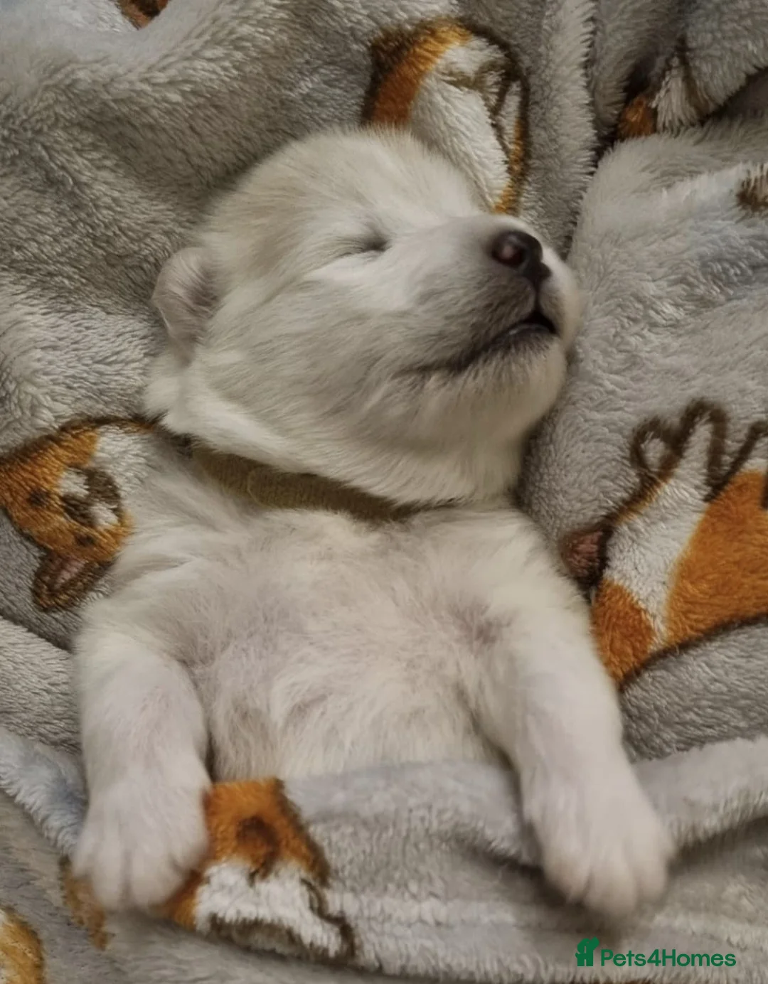Samoyed dogs for sale: Samoyed - Advert 2