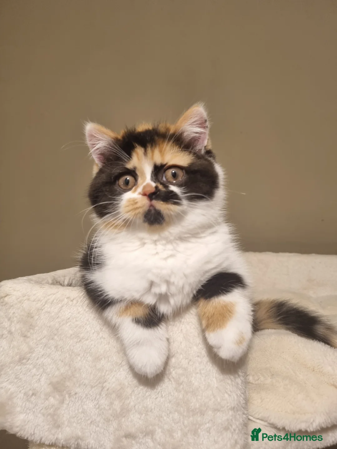 British Shorthair cats for sale: World class British Shorthair & Longhair kittens - Advert 5