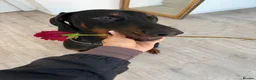 Dobermann dogs for stud: 🐾 Doberman Stud Available – First-Time Stud - Advert 6