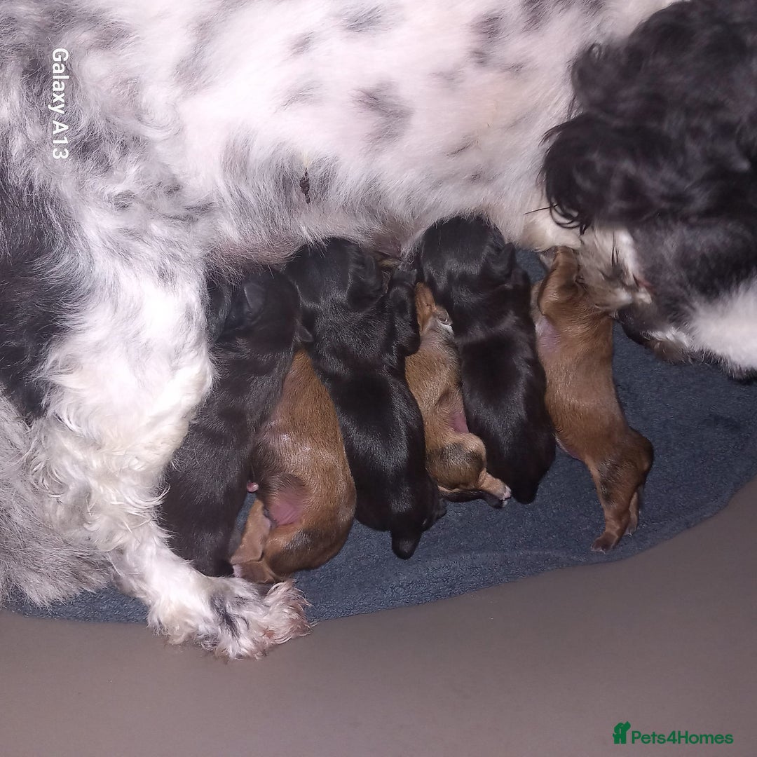 Shih Tzu dogs for stud: Stunning shihtzu stud in Wrexham - Advert 16