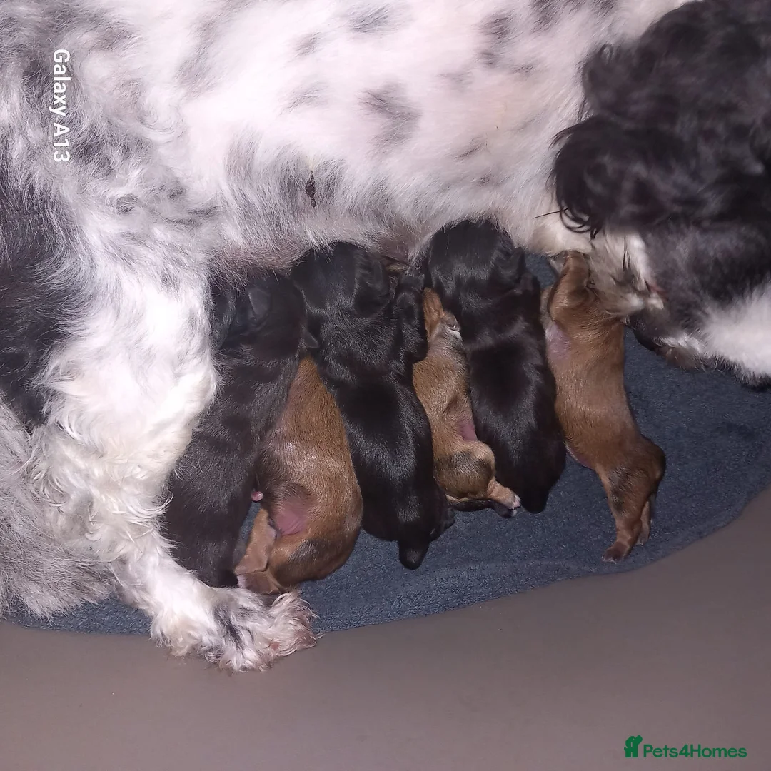 Shih Tzu dogs for stud: Stunning shihtzu stud in Wrexham - Advert 16