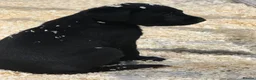 Labrador Retriever dogs for sale: 8 Working Black Labrador Puppies - Advert 13