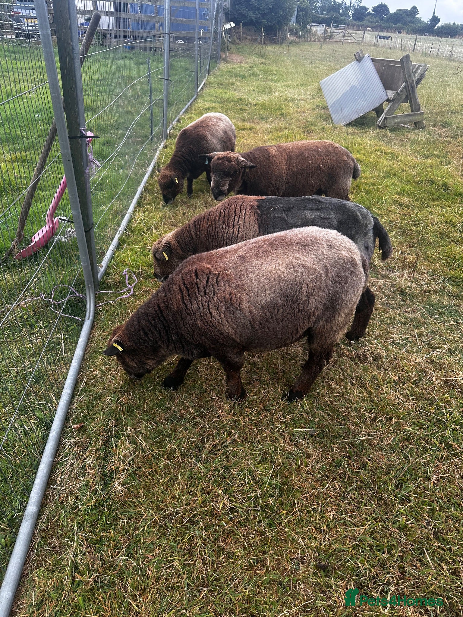 Sheep livestock 4 ryeland sheep  - Advert 2