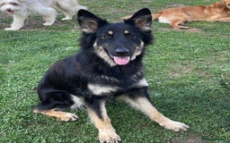 German Shepherd dogs for sale: Gsd bitch  - Image 2