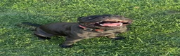 Staffordshire Bull Terrier dogs for sale: Black KC Reg/Health Tested Staffordshire Puppies. - Advert 32