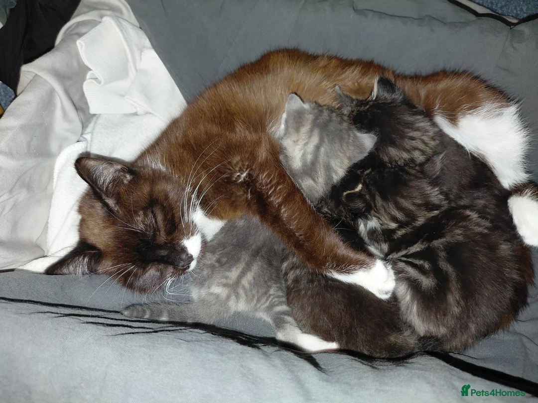 Mixed Breed cats for sale: mixed munchkins  - Advert 1