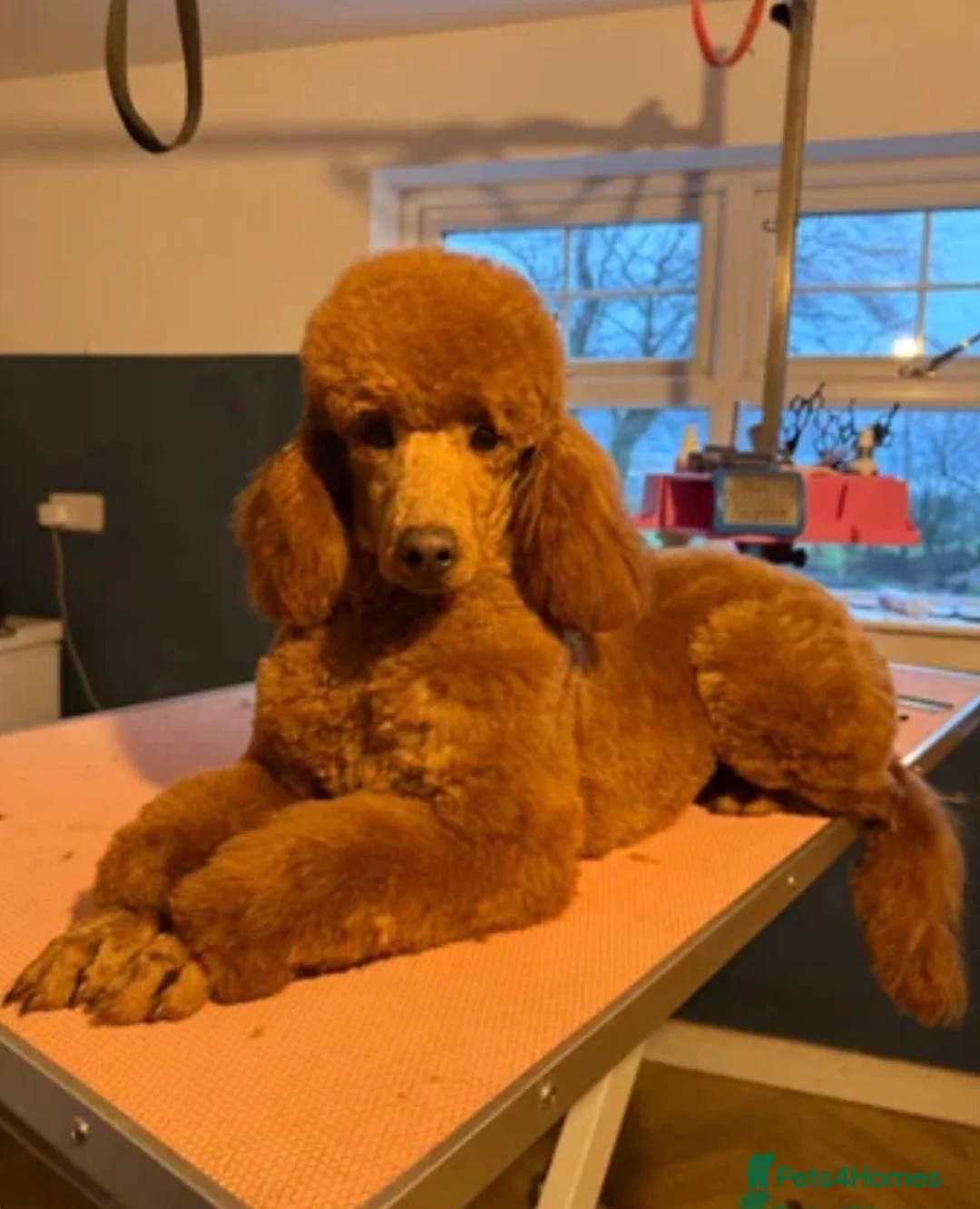 Miniature Poodle dogs for stud: KC REG MINATURE POODLE STUD!! - Advert 1