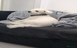 Mixed Breed dogs for sale: Maltichon  - Image 2