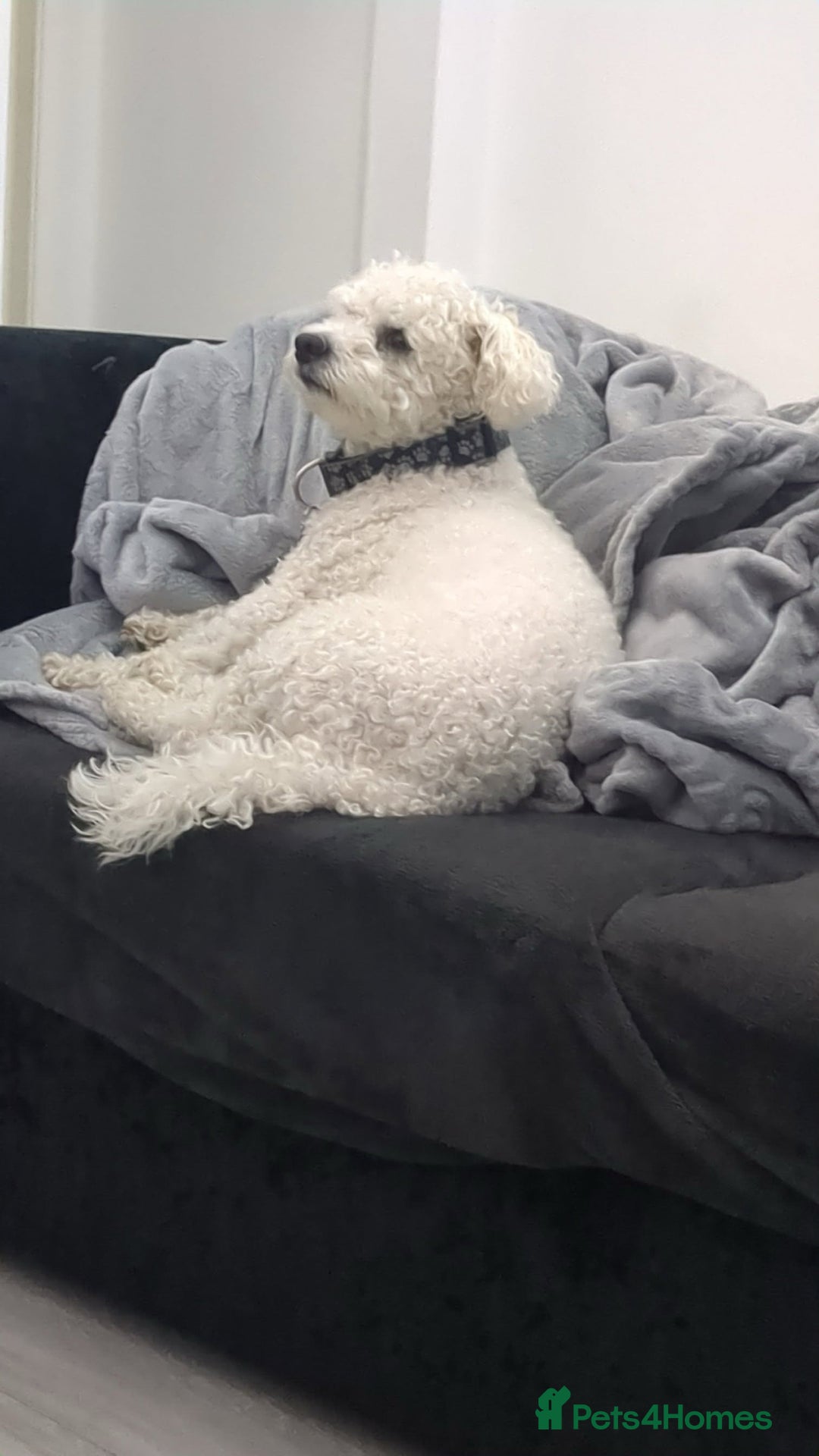 Mixed Breed dogs for sale: Maltichon  - Image 2