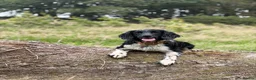 English Springer Spaniel dogs for stud: KC Registered Working Springer Spaniel For Stud - Advert 2