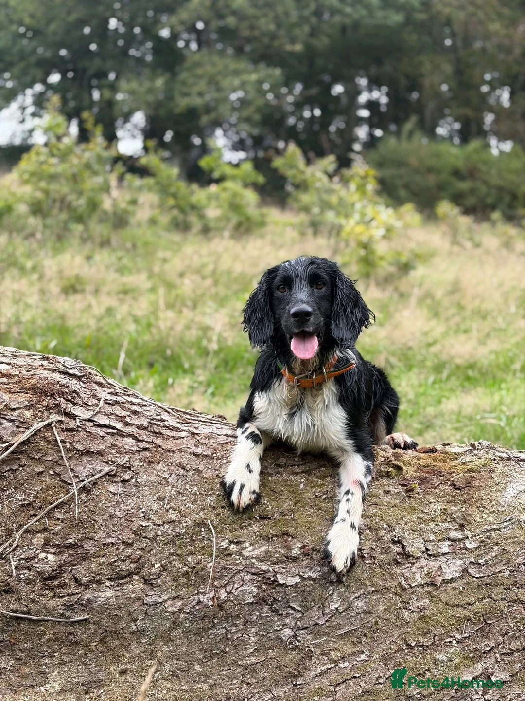 English Springer Spaniel dogs for stud: KC Registered Working Springer Spaniel For Stud - Advert 2