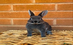 Rex rabbits for sale: Female & male otter/BEW mini rex rabbits  - Image 32