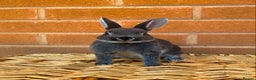 Rex rabbits for sale: Otter mini rex rabbits - Advert 7