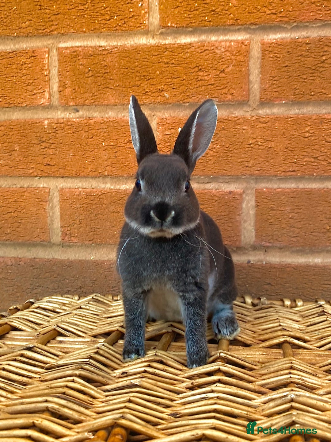 Rex rabbits for sale: Female & male otter/BEW mini rex rabbits  - Image 32