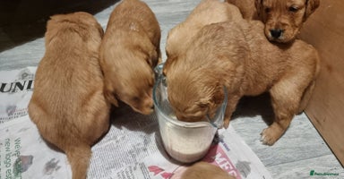 Golden Retriever dogs - Advert 3