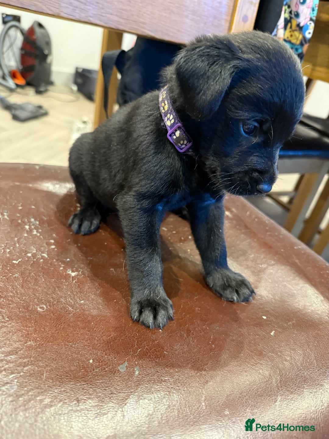 Labrador Retriever dogs for sale: 3 beautiful girls left  - Advert 7