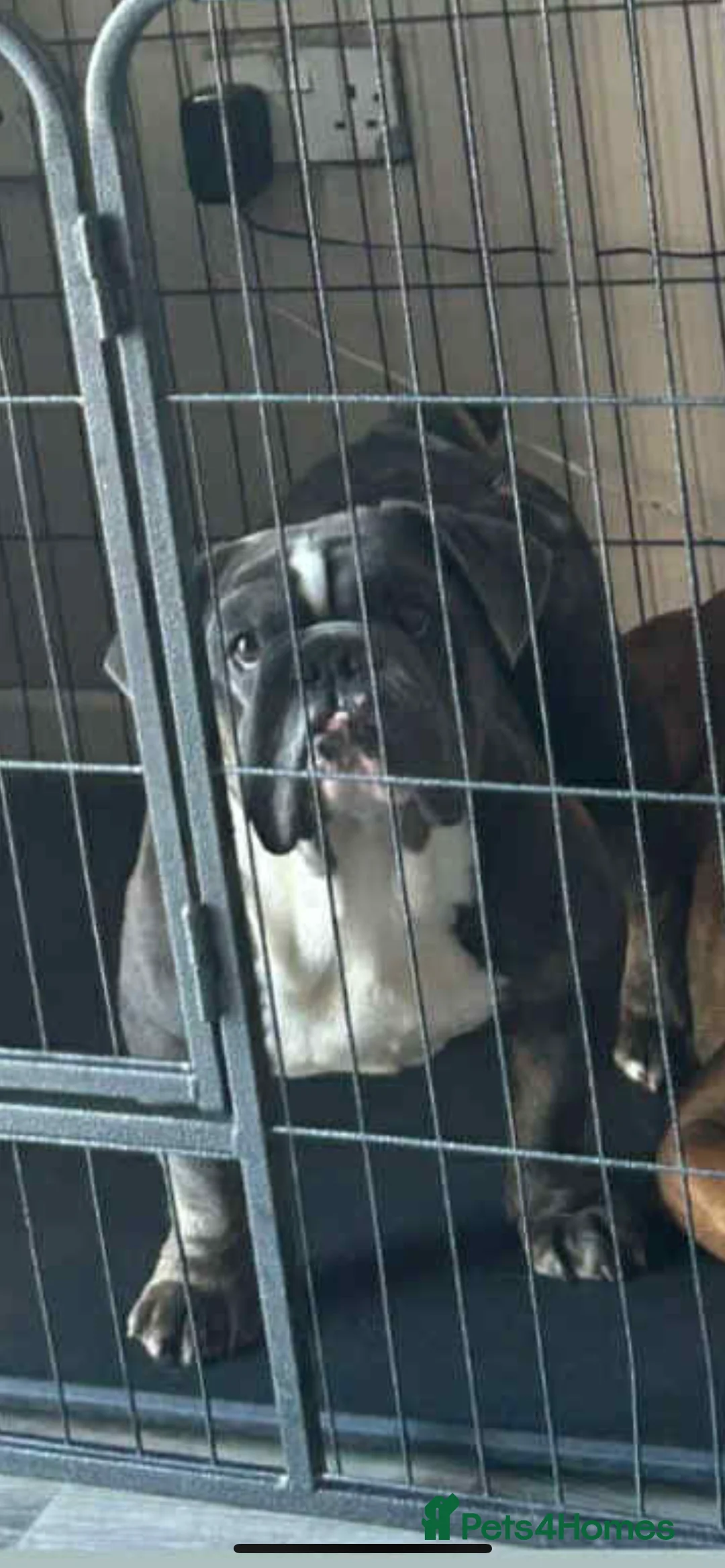 English Bulldog dogs for sale: Freelance frenchie for rehoming - Advert 3