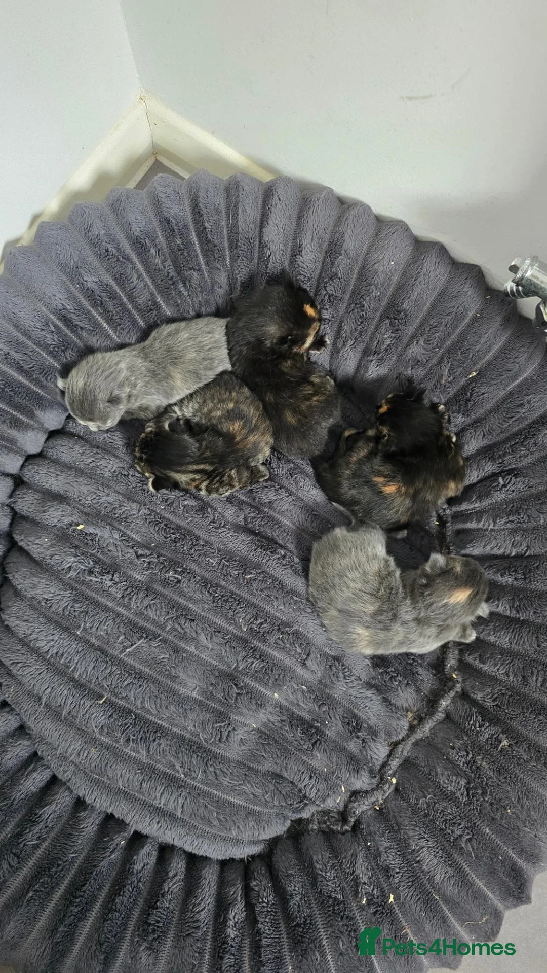 Nebelung cats for sale: Beautiful Kittens - Advert 25