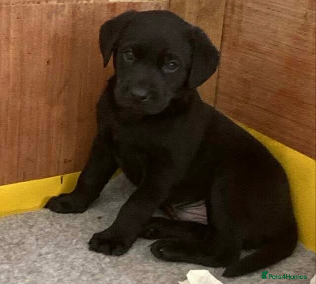 Labrador Retriever dogs for sale: Black and red KC Labrador puppies  - Image 1