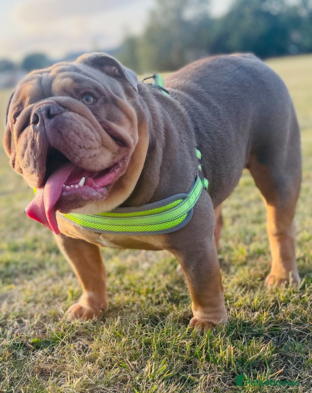English Bulldog dogs for stud: *RUBBLE* NEBBR beautiful boy - Image 2