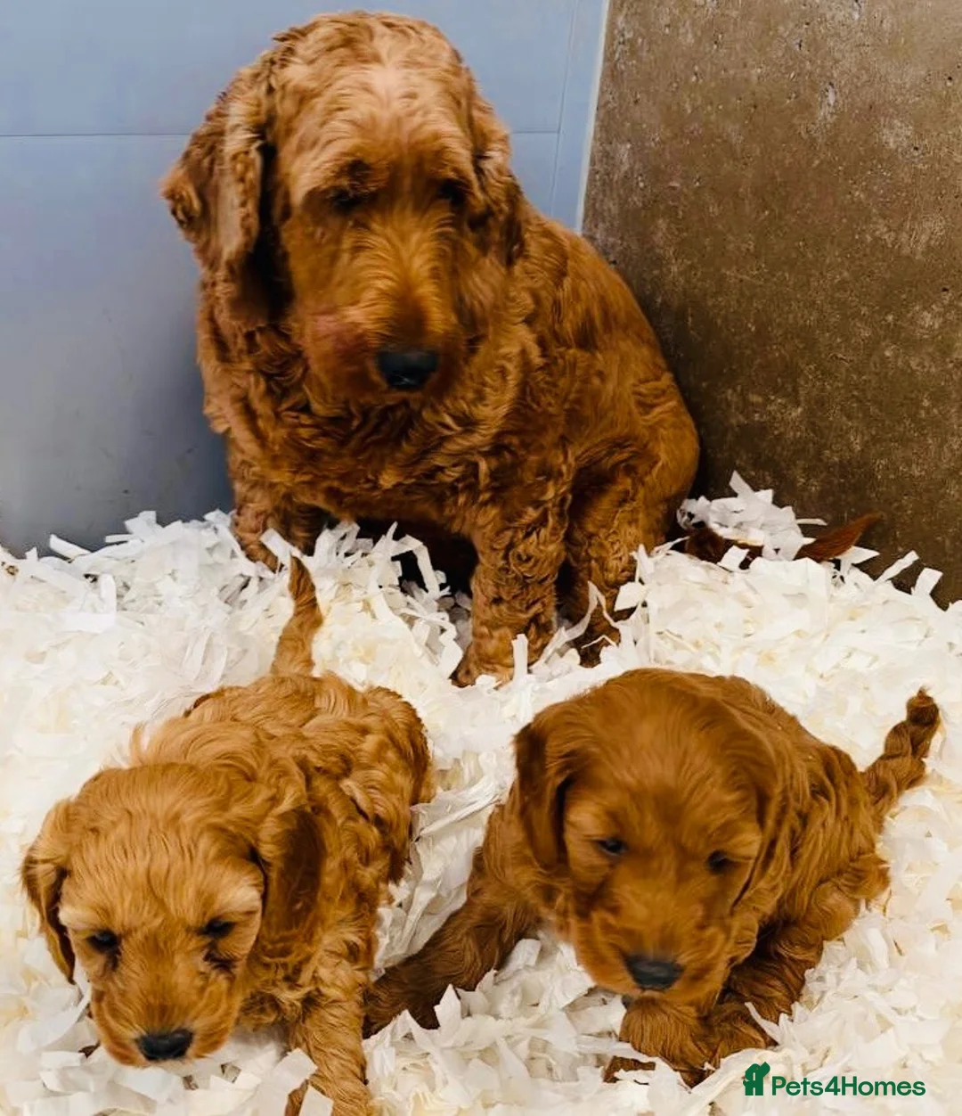 Cockapoo dogs for sale: Stunning cockapoo puppies from a licensed breeder  - Advert 4