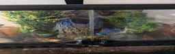 Tarantulas invertebrates for sale: Gbb tarantula  - Advert 2