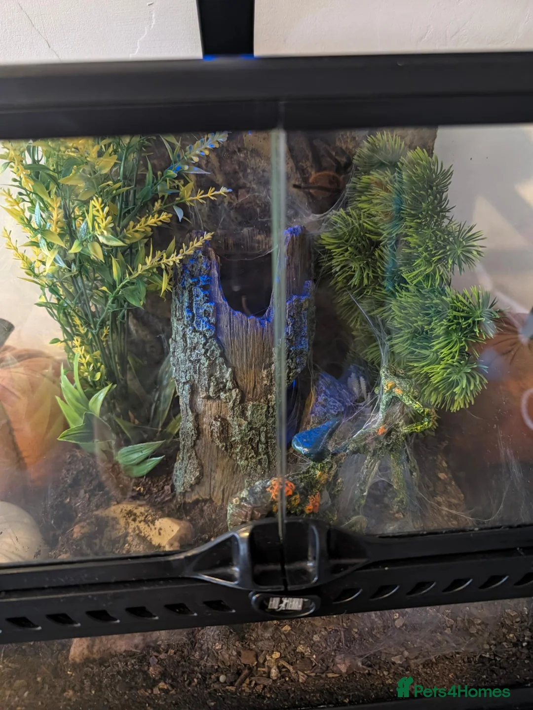 Tarantulas invertebrates for sale: Gbb tarantula  - Advert 2