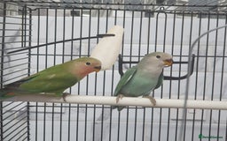 Lovebirds birds for sale: Lovebirds for sale  - Image 6