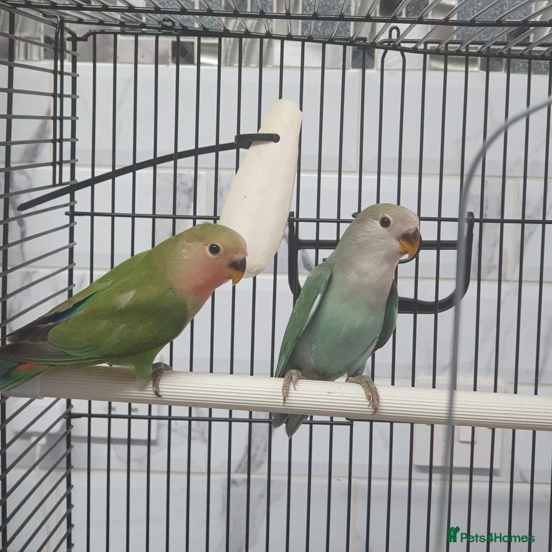Lovebirds birds for sale: Lovebirds for sale  - Image 6