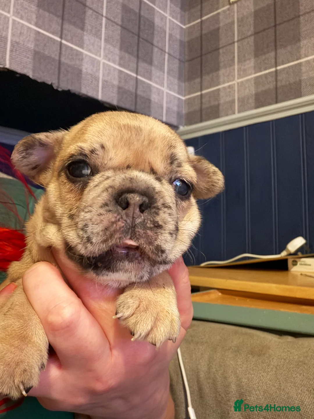 French Bulldog dogs for sale: French bulldog puppies  - Advert 6