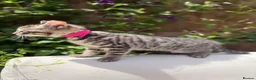 Turkish Angora cats for sale: 😻 Adorable Turkish Angora X Kittens - Advert 16