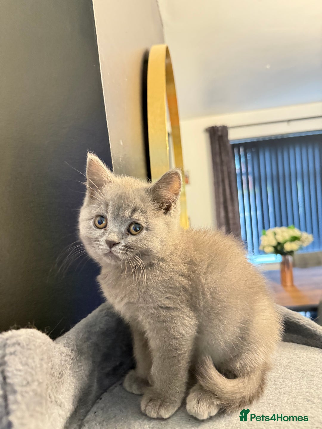 British Shorthair cats for sale: British shorthair looking for forever homes - Image 4