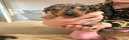 Miniature Dachshund dogs for sale: Mini dachshunds  in Berwick-upon-Tweed - Advert 10