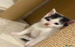 Mixed Breed cats for sale: 🤩🤩 8 beautiful babies 🤩🤩 - Image 6